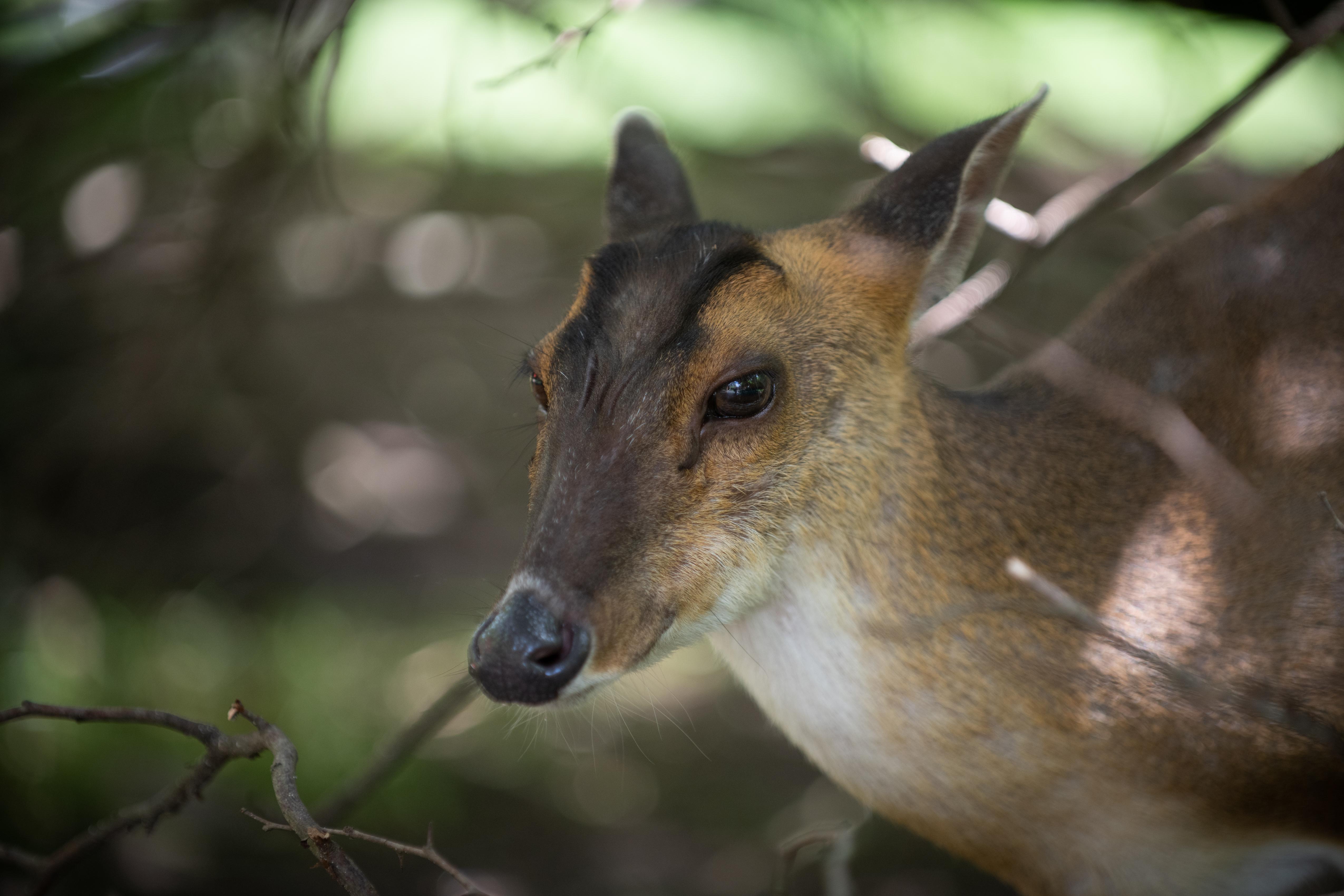 Reeves Muntjac Columbus Zoo and Aquarium